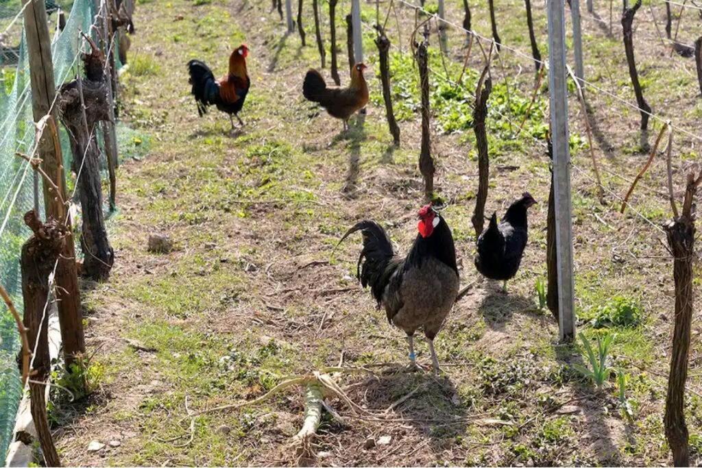 Gite L'Oeuf Ou La Poule, Parking Prive, Sur Domaine Viticole Рибовілле Екстер'єр фото